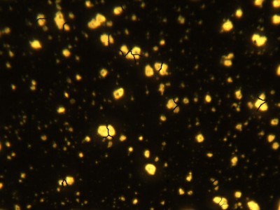 Микрофотография люминофора ZnS:Cu с дезагрегированными вручную частицами